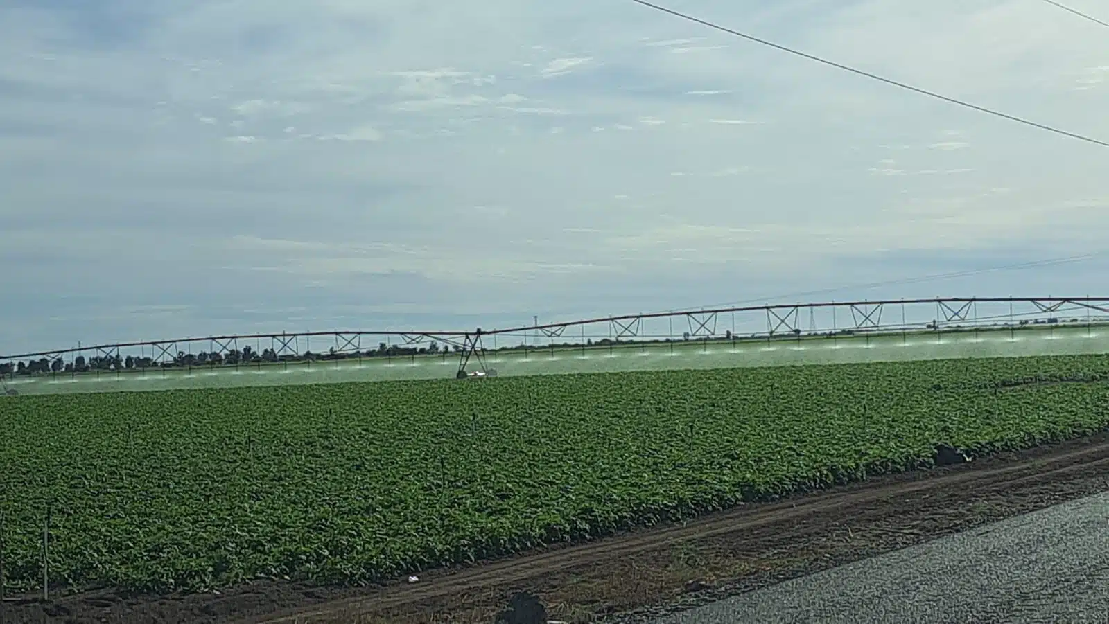 Riego en campo de agricultura en Sinaloa