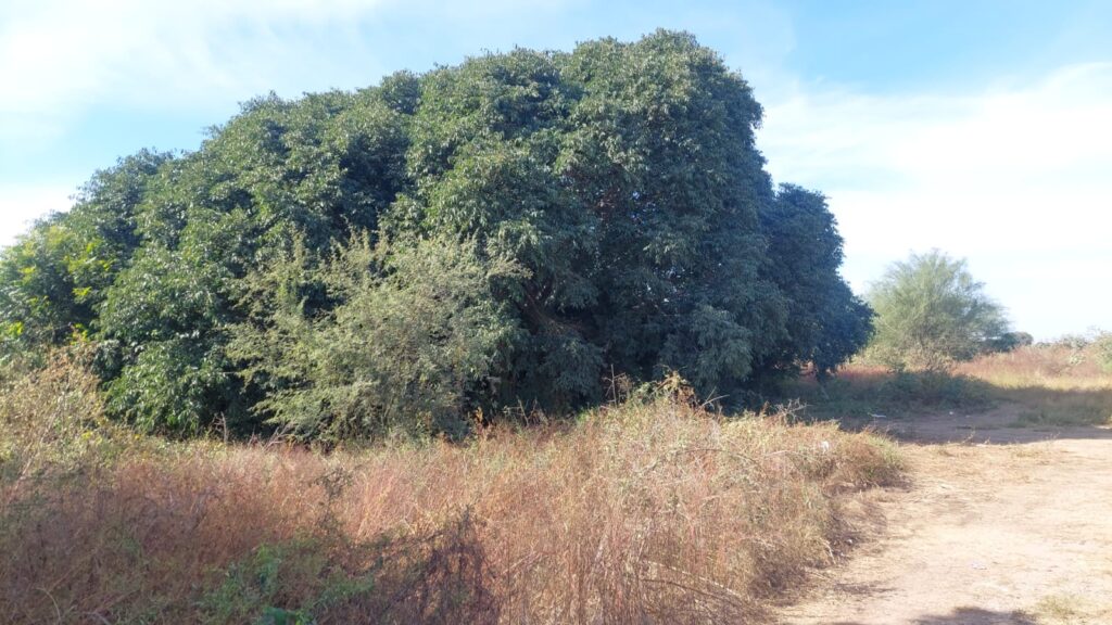 Hallazgo de restos óseos encontrados al poniente de Culiacán