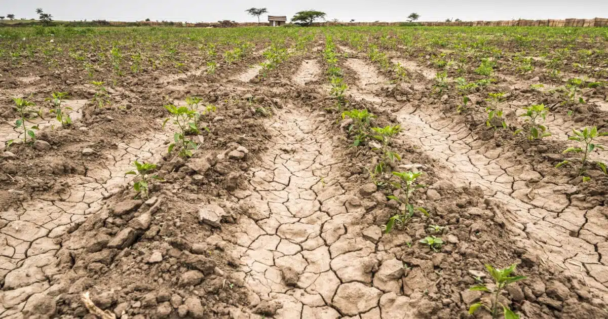 Tierras en sequía