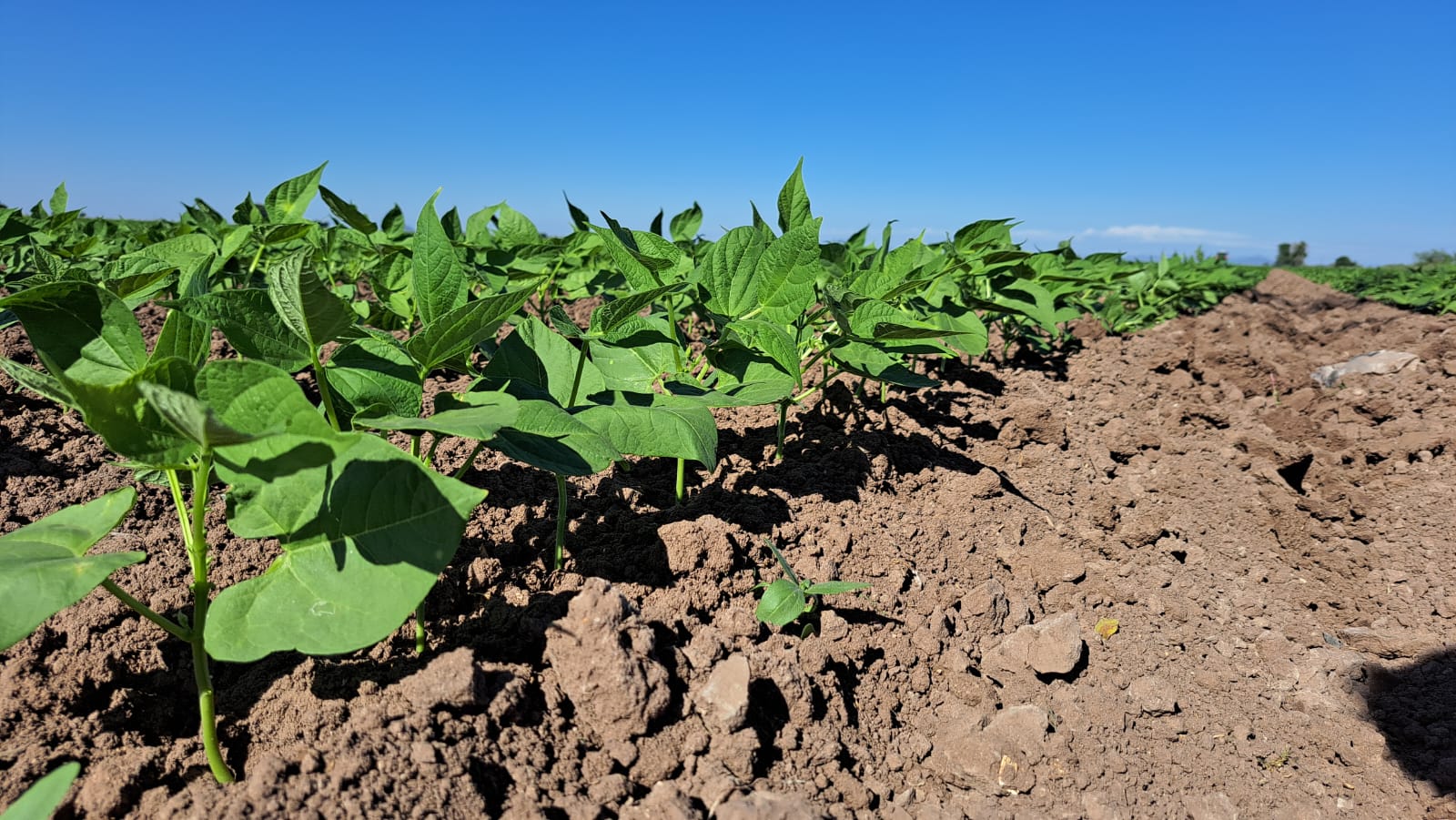 cultivo