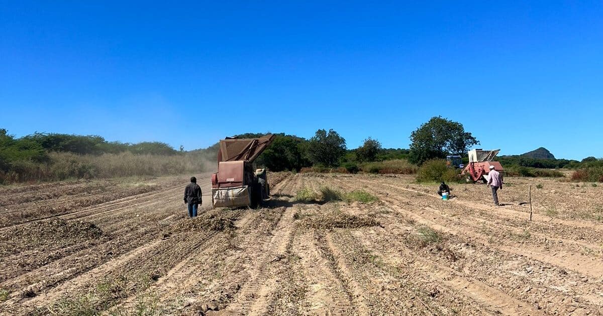 Zona agrícola en sequía