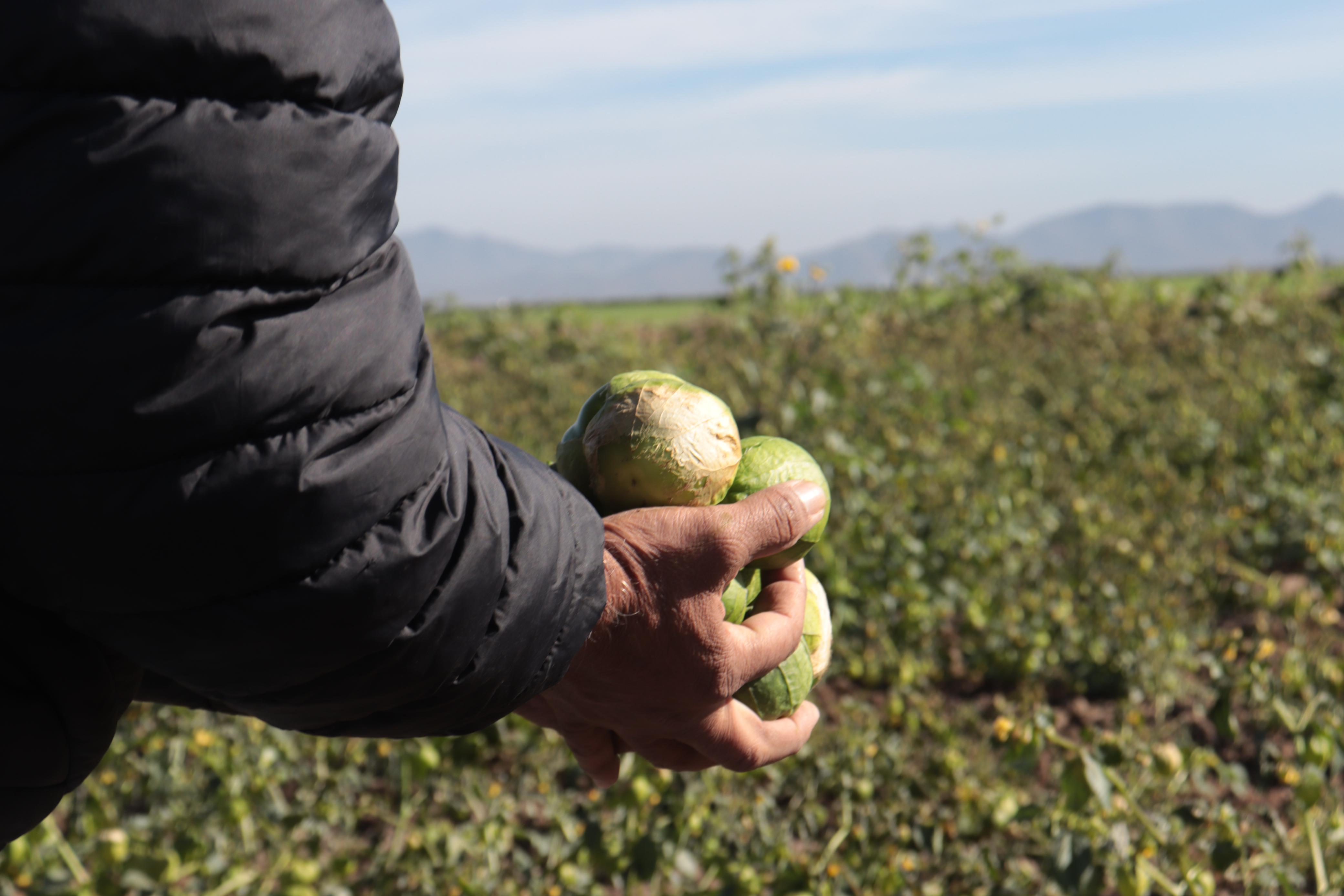 Cultivo de tomatillo