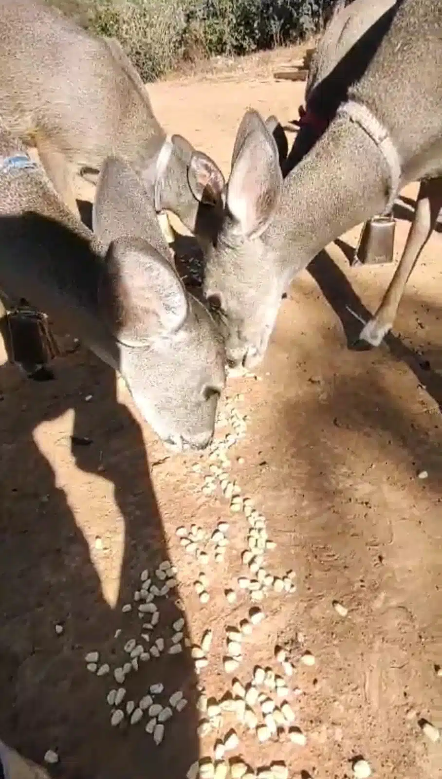 Reserva de venados en la sierra tarahumara.