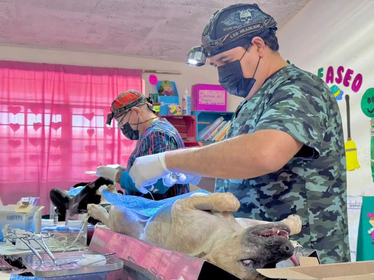 Médicos veterinarios durante la cirugía de esterilización