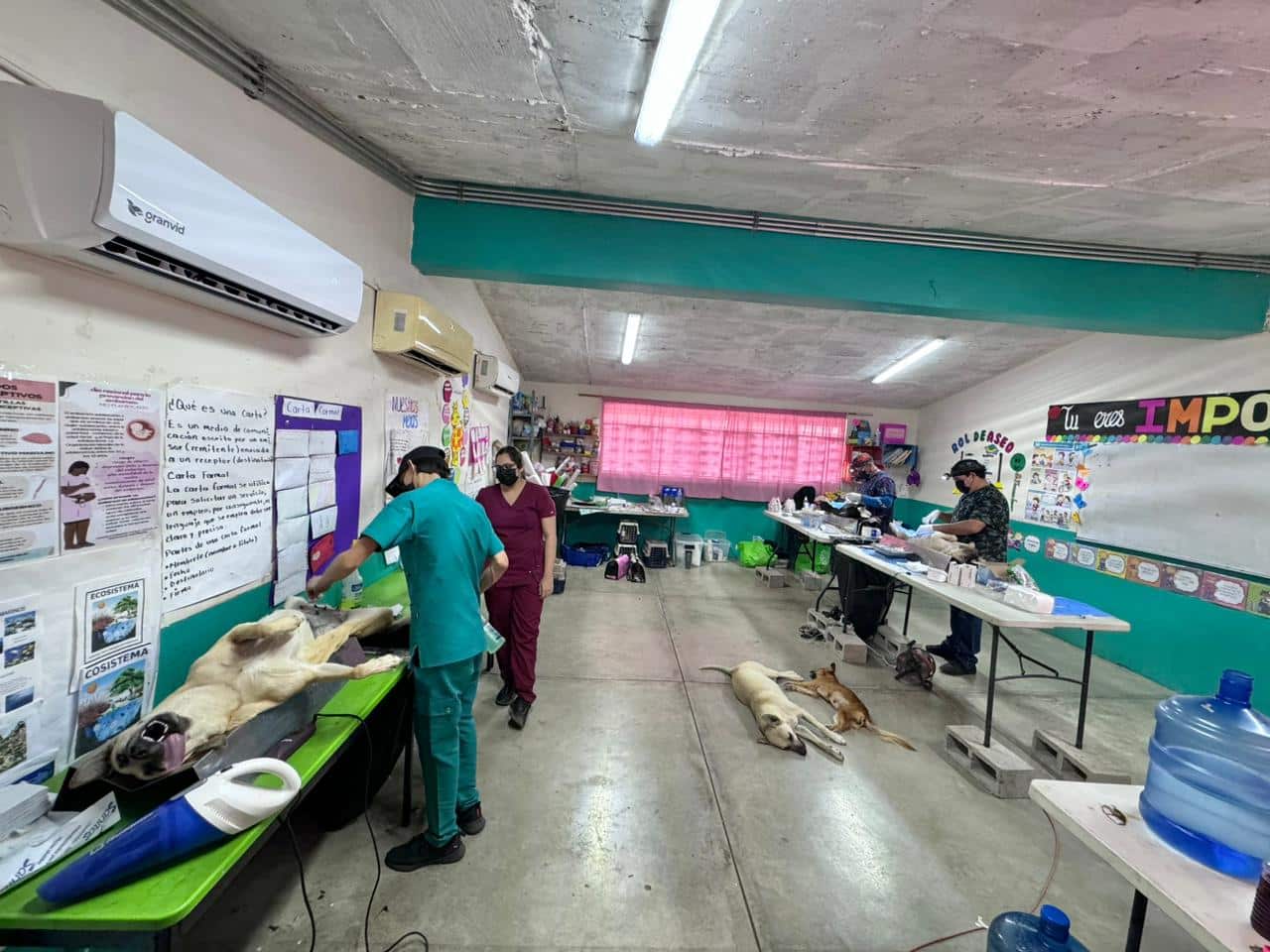 Médicos veterinarios durante la cirugía de esterilización