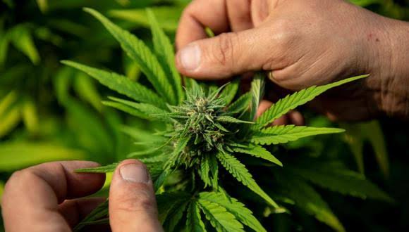 Consecuencias del consumo de mariguana