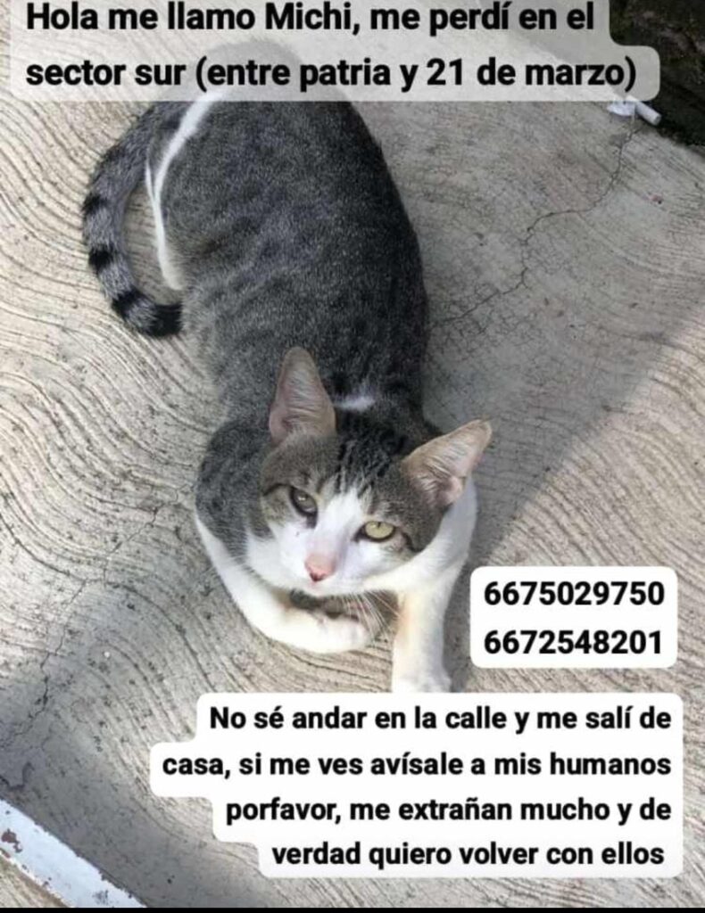Aviso sobre un gato llamado Michi perdido en Culiacán