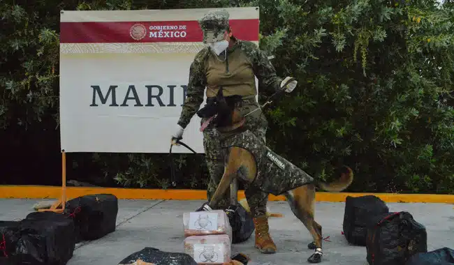 Binomio canino con cocaína decomisada