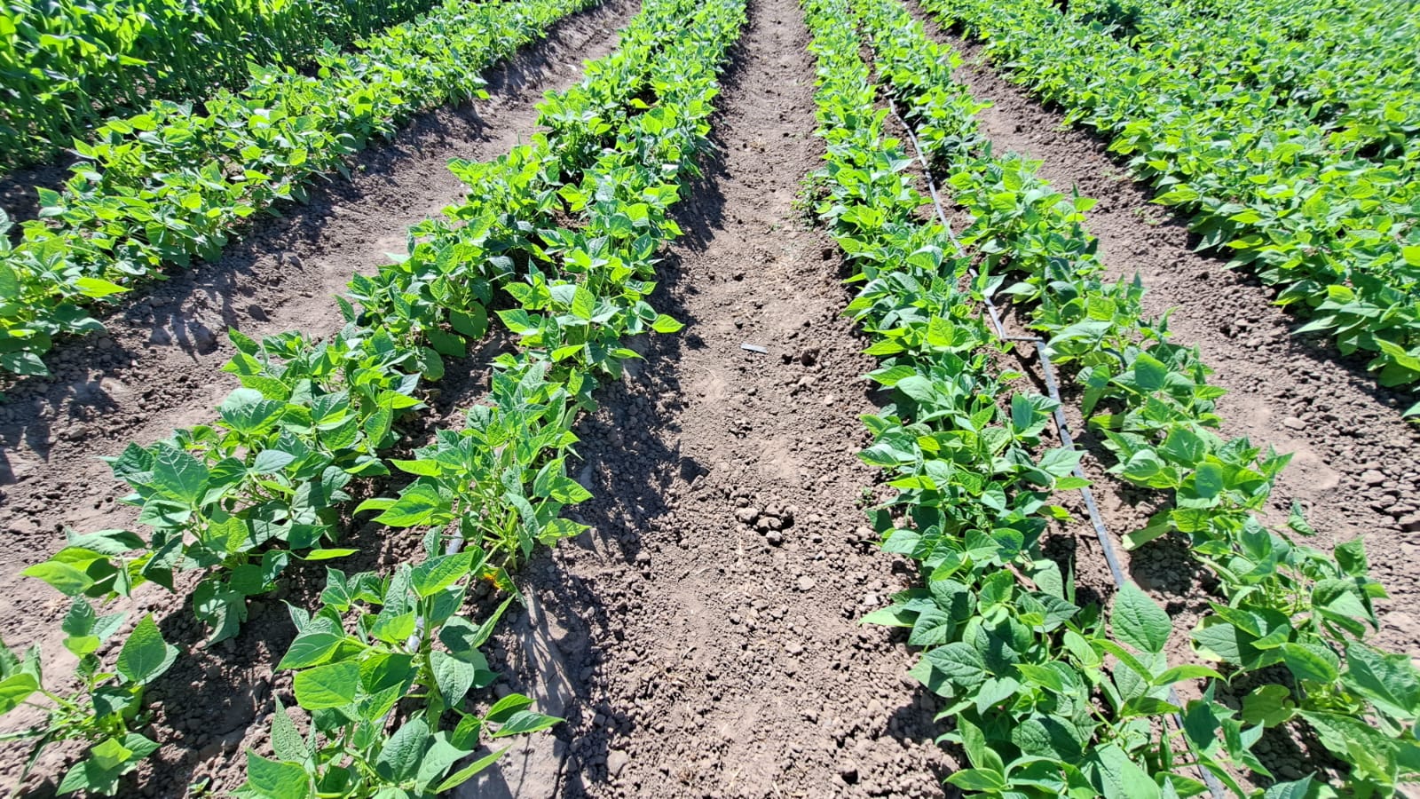 cultivo