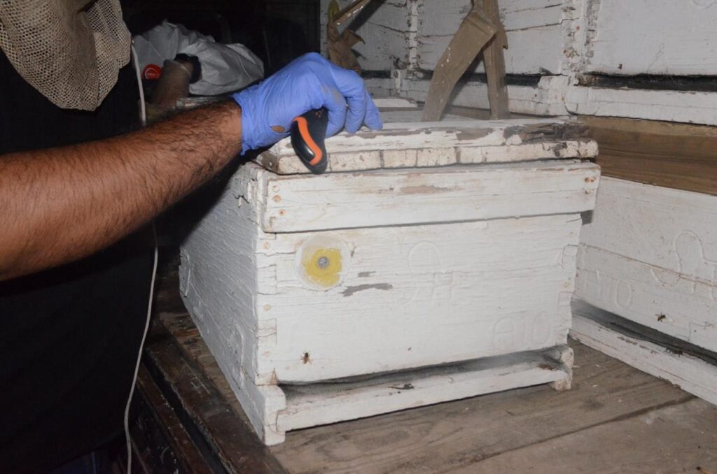 Caja de madera con panales de abeja al interior