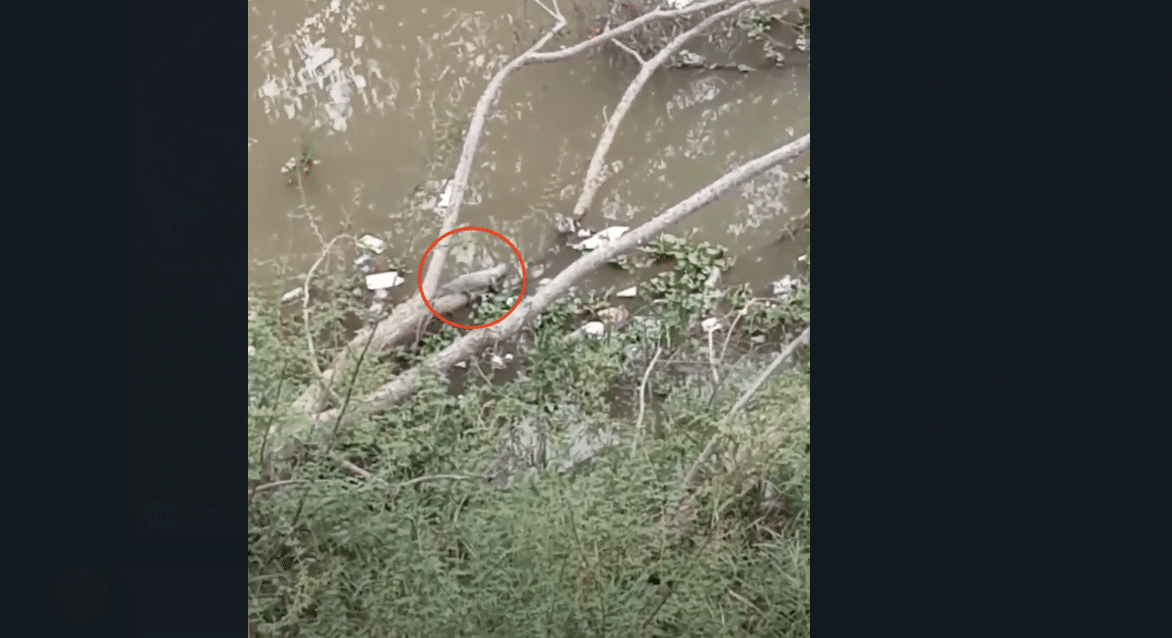 Cocodrilo en el Parque Las Riberas en Culiacán