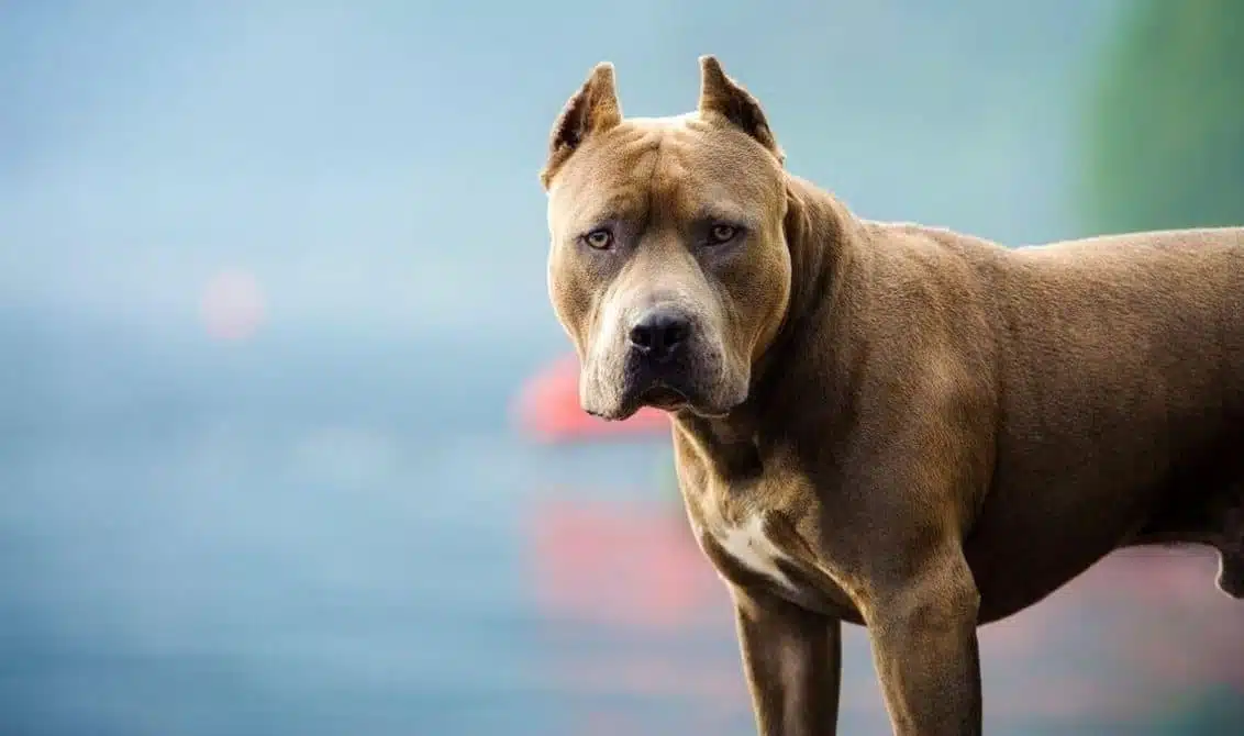 Criador de perros muere devorado por sus mismos Pitbull en Los Ángeles