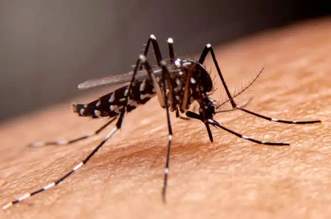 Estado de emergencia en Perú por aumento en casos de dengue