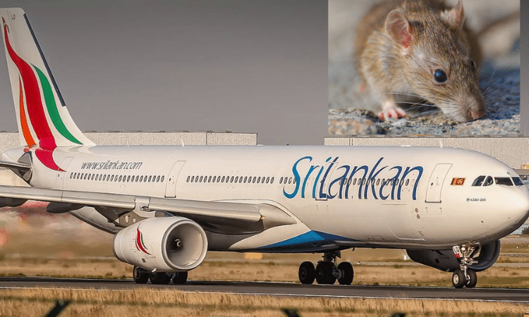 Vuelo sufre retraso de tres días por una rata