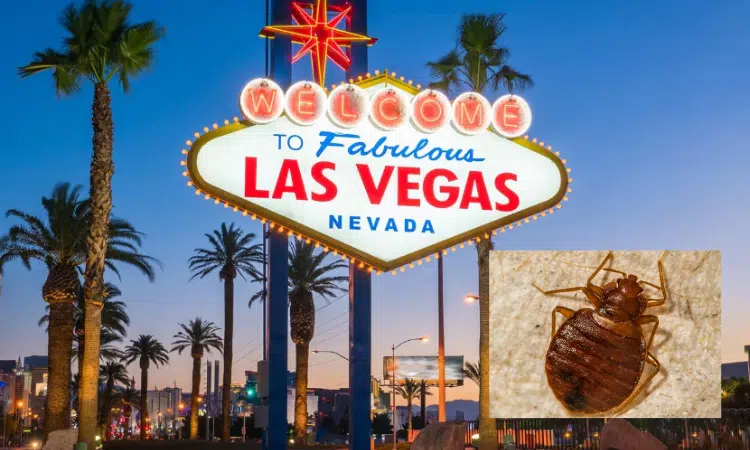 Brote de chinches afecta hoteles de lujo en Las Vegas