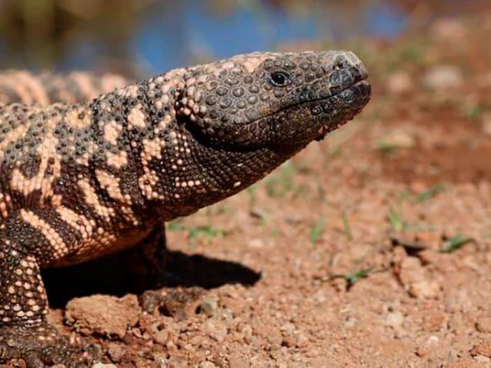 Fallece hombre tras ser atacado por lagarto monstruo de Gila; ¡era su mascota!