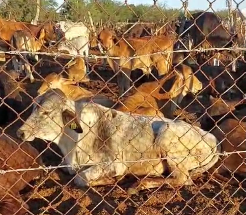 Vacas y toros