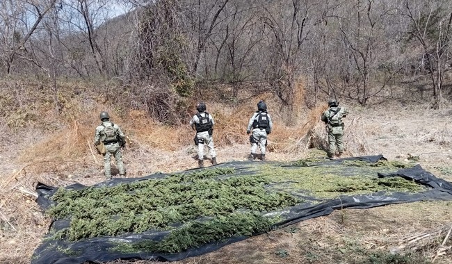 Guardias nacionales con mariguana