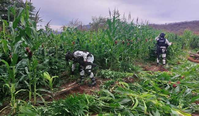 Guardias nacionales en plantíos de mariguana