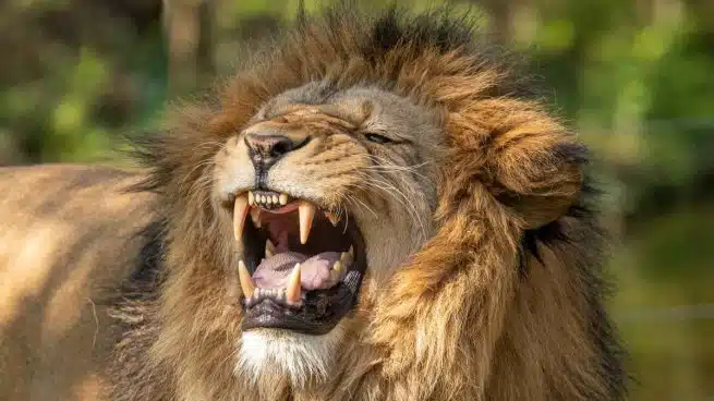 Hombre muere al ser atacado por león en zoológico de la India