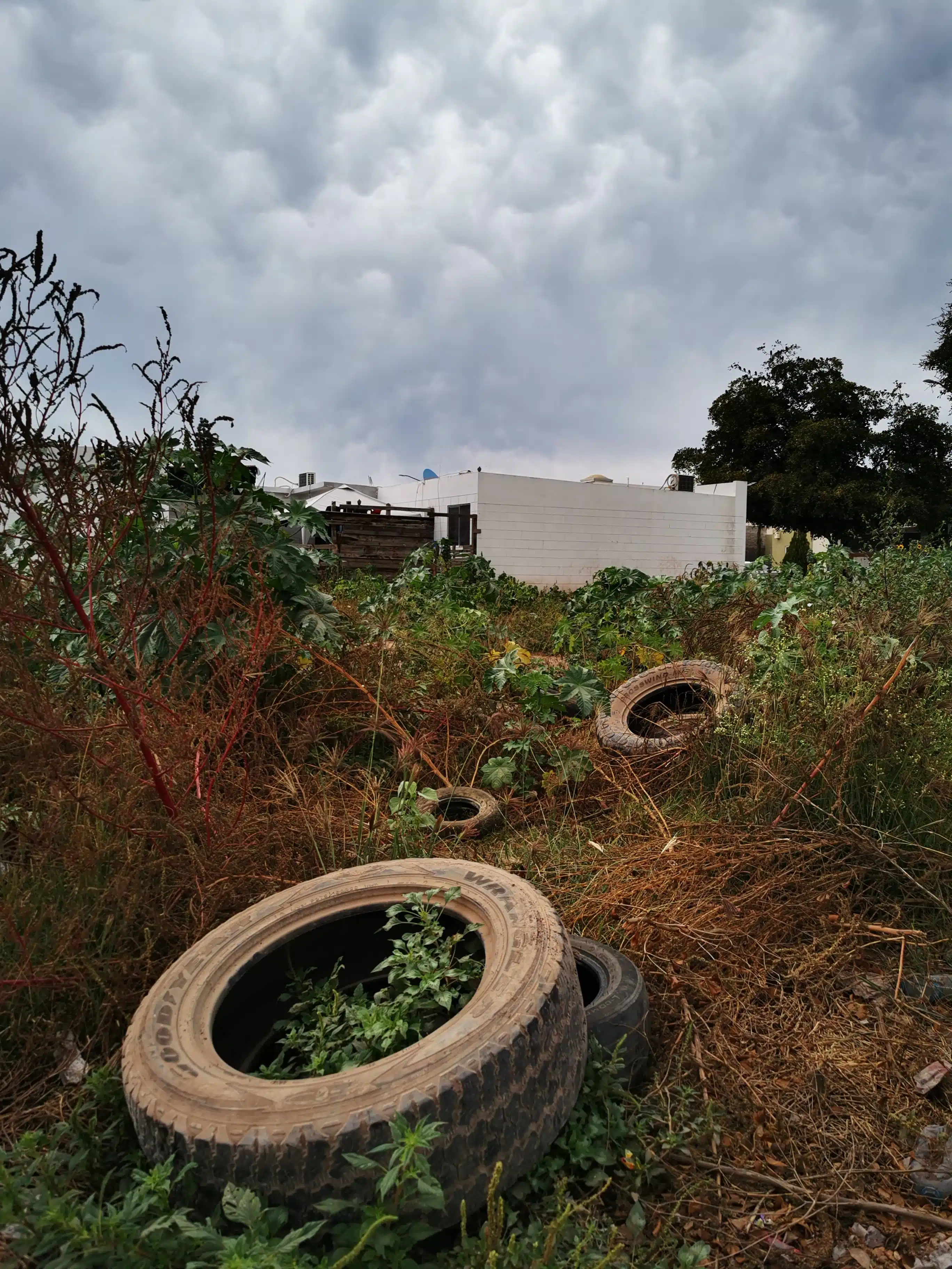 Llantas y basura en terreno baldío con maleza en fraccionamiento de Los Mochis