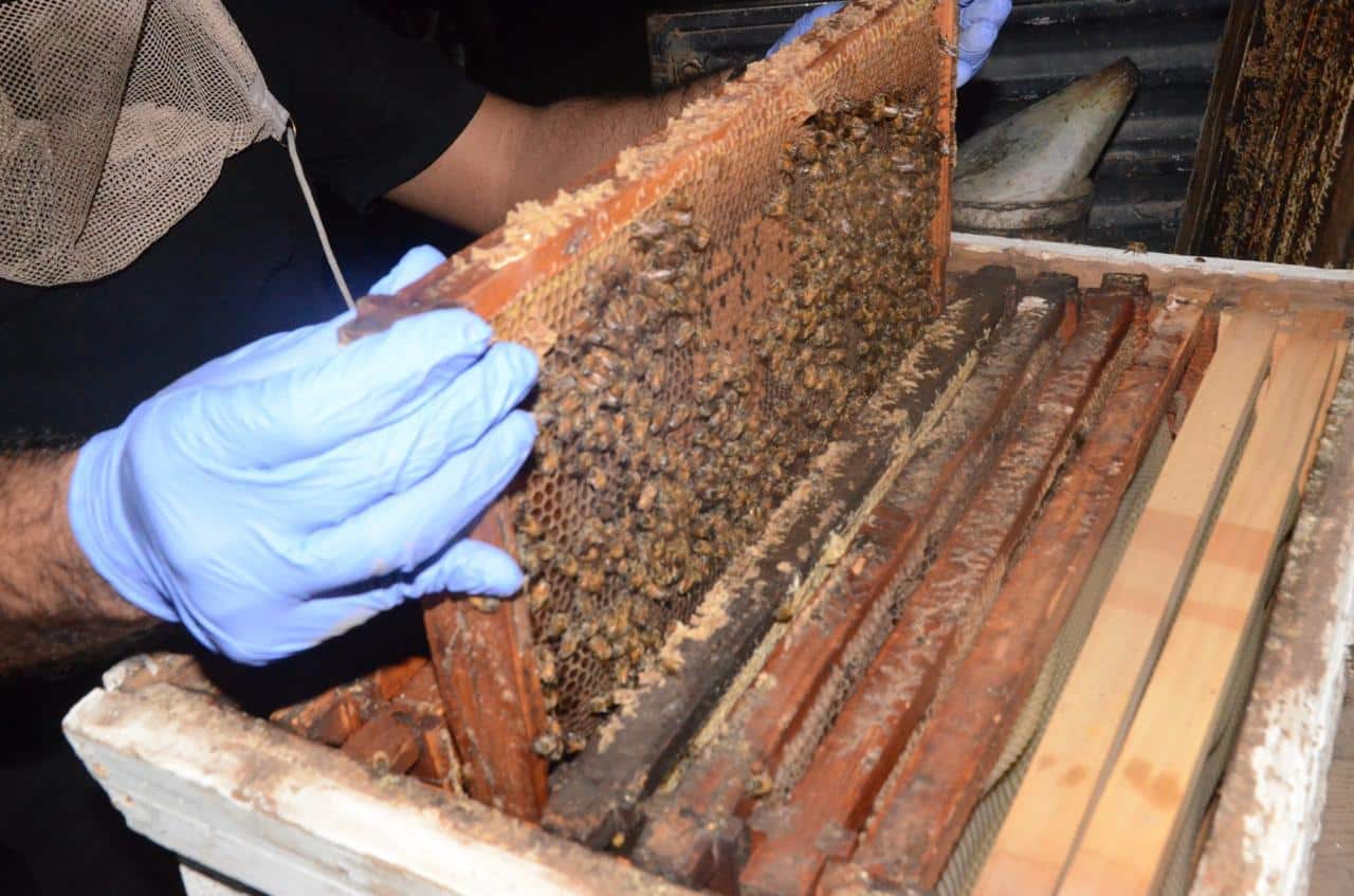 Panales de abejas con droga