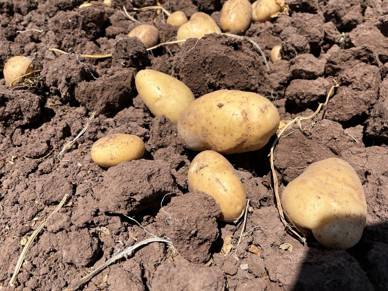 Papas