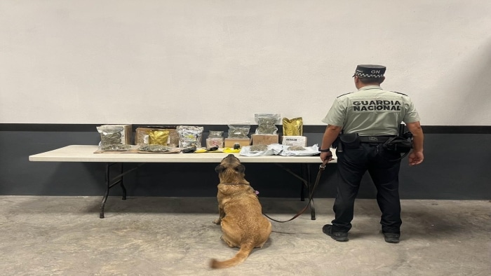 Paquetes con droga detectados por perros de la Guardia Nacional