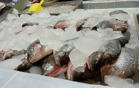 Pescados y mariscos