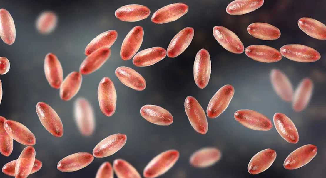 Detectan caso de peste bubónica en Oregón, EU
