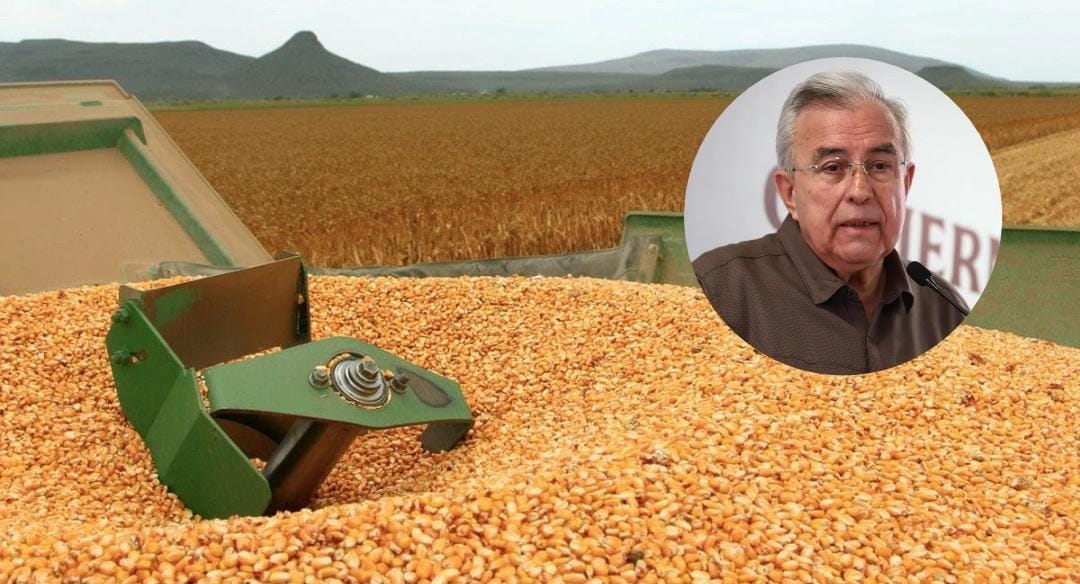 Grano de maíz y Rubén Rocha Moya