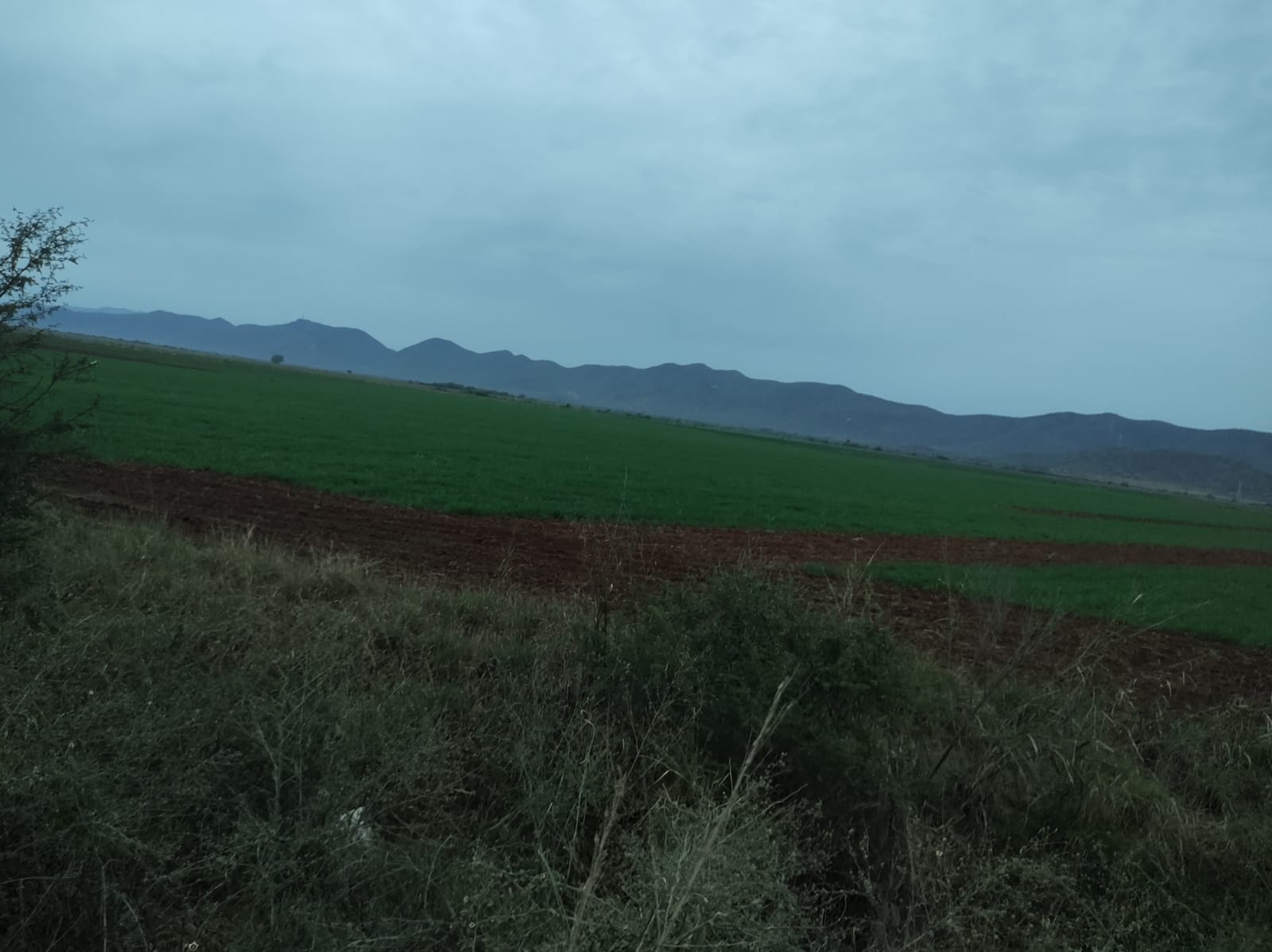 Cultivo