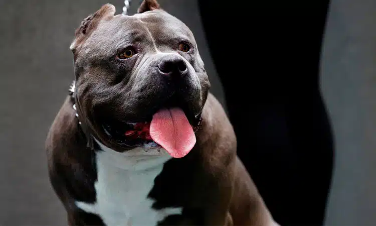 Tras aumento de ataques, anuncian medidas contra perros American Bully XL