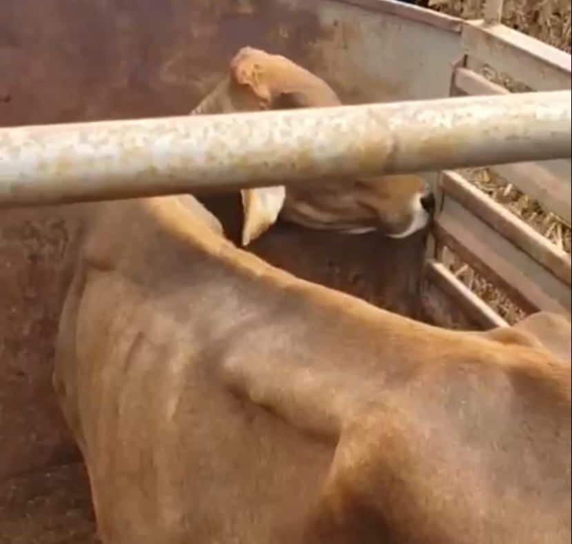 Vaca flaca