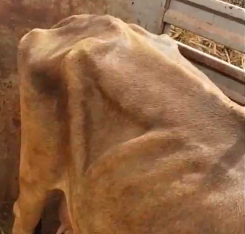 Vaca flaca