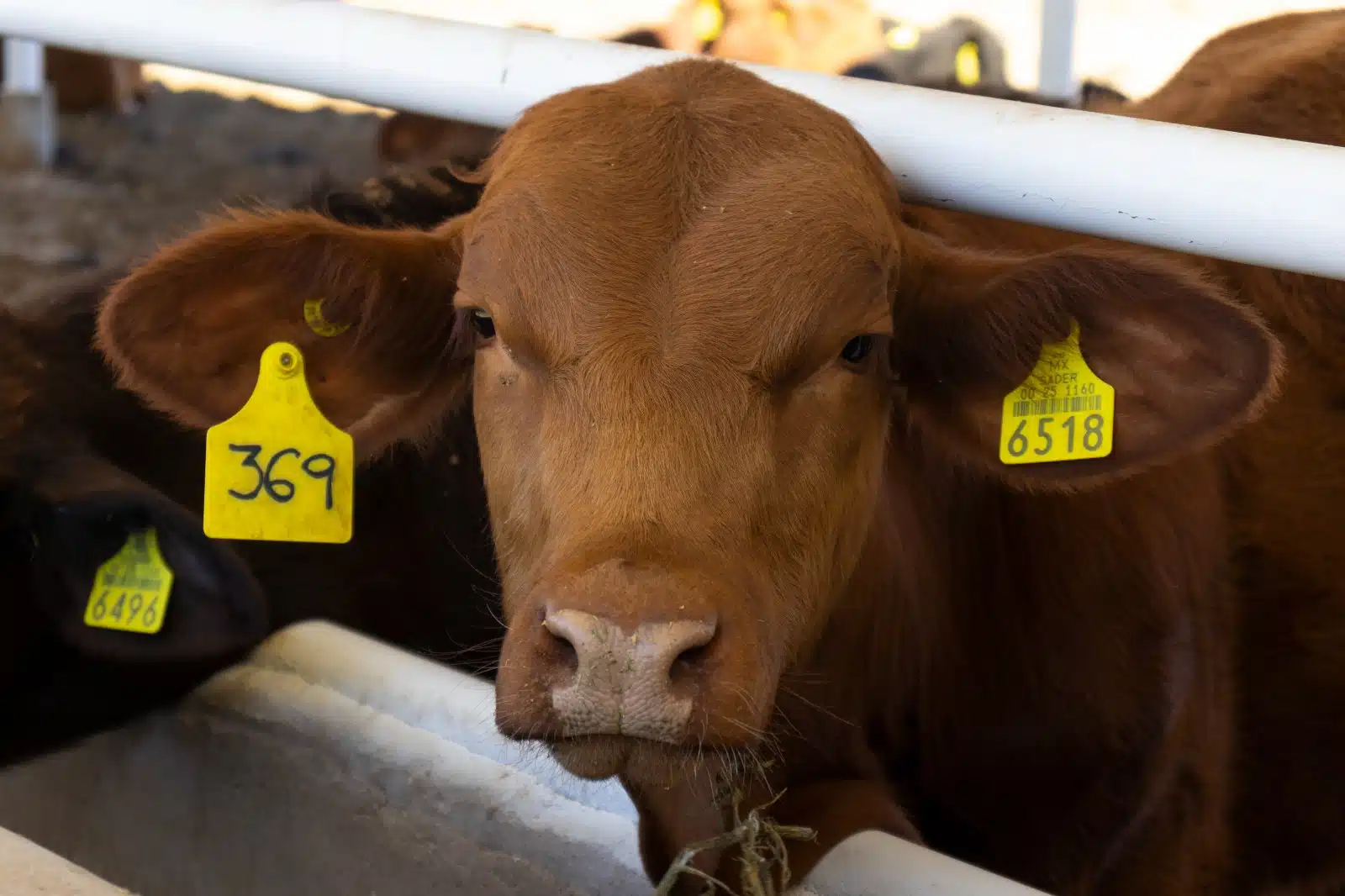 Vaca en un rancho de Choix