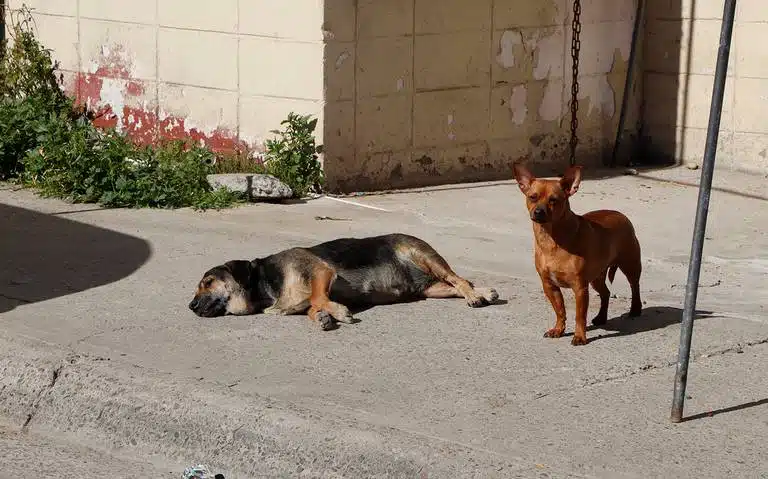 Vecinos denuncian más de 60 perros hacinados en una casa de Guadalajara