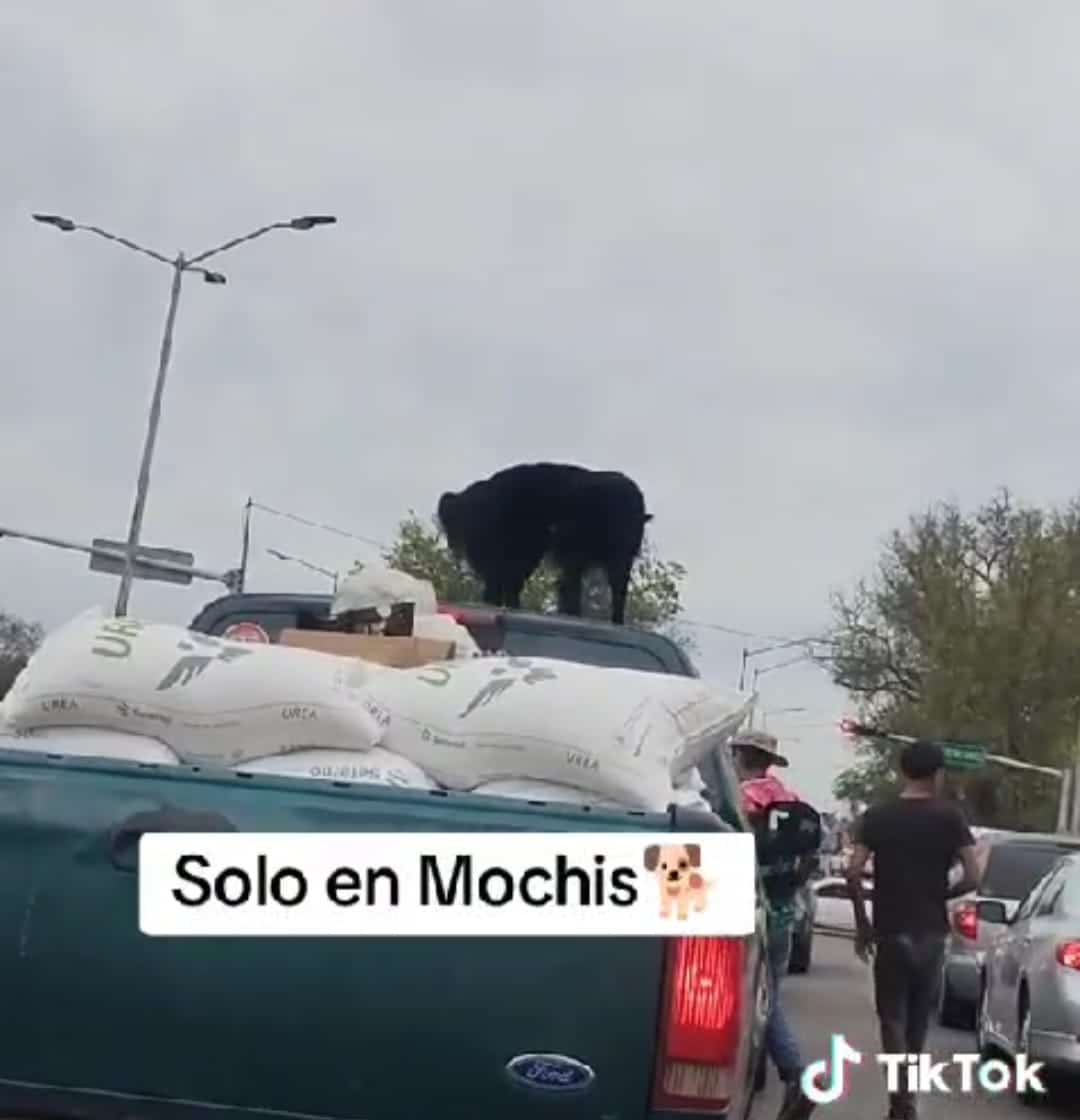 Perro hecho viral