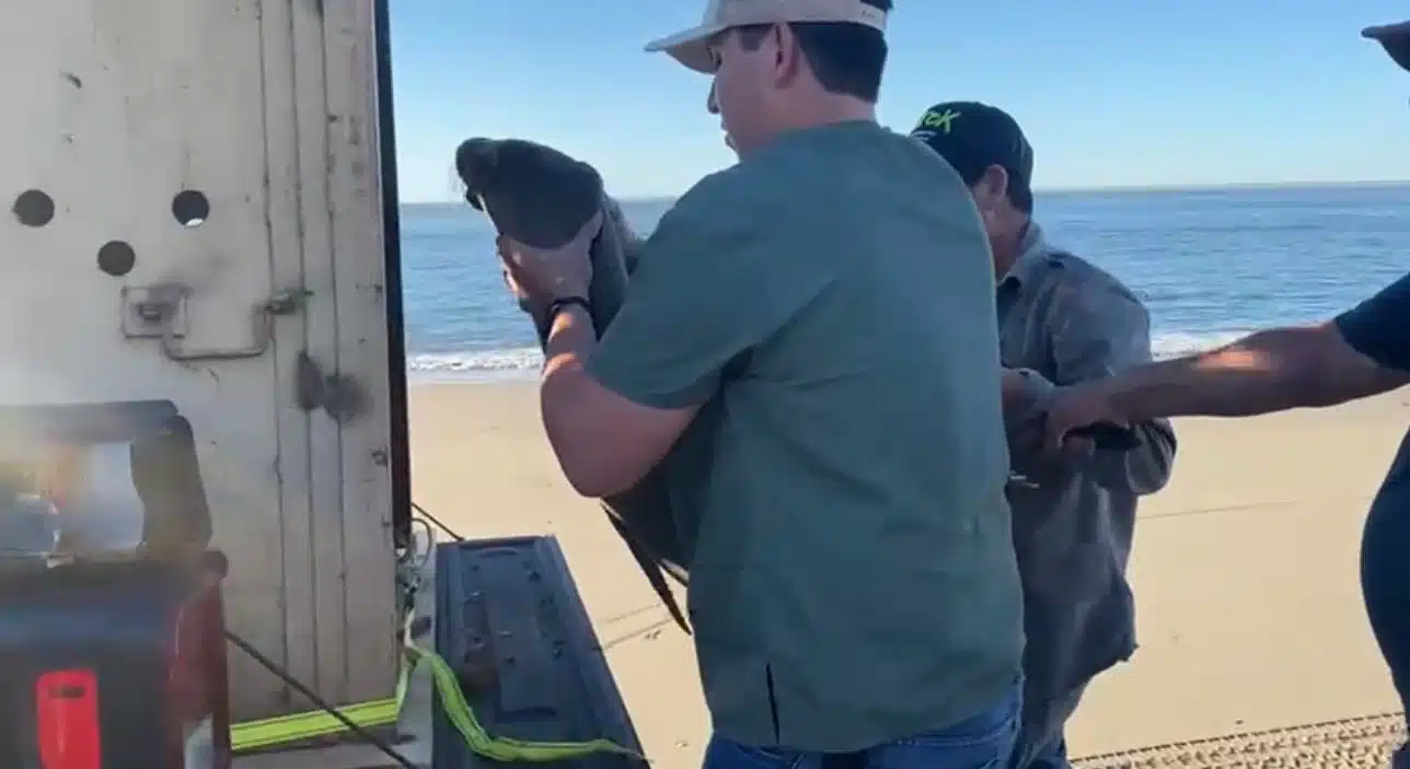 Lobo marino rescatado en playas de Altata