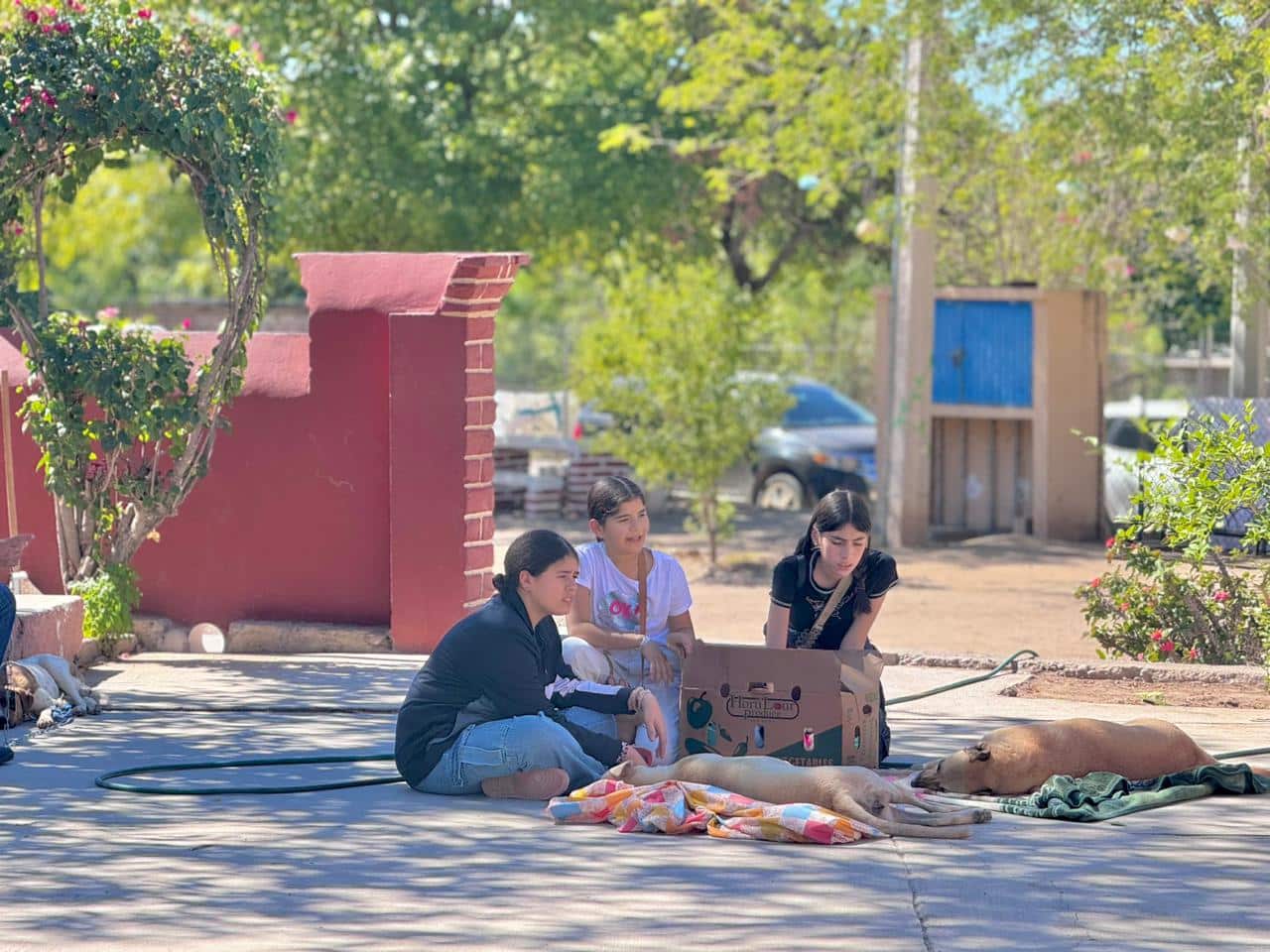 Niñas cuidando a sus mascotas