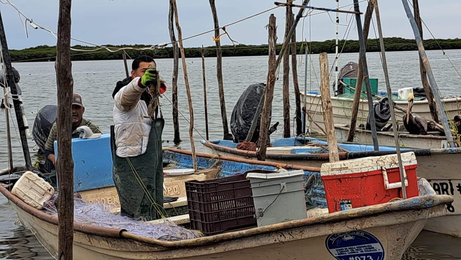 Pescadores con camarón en sus embaraciones