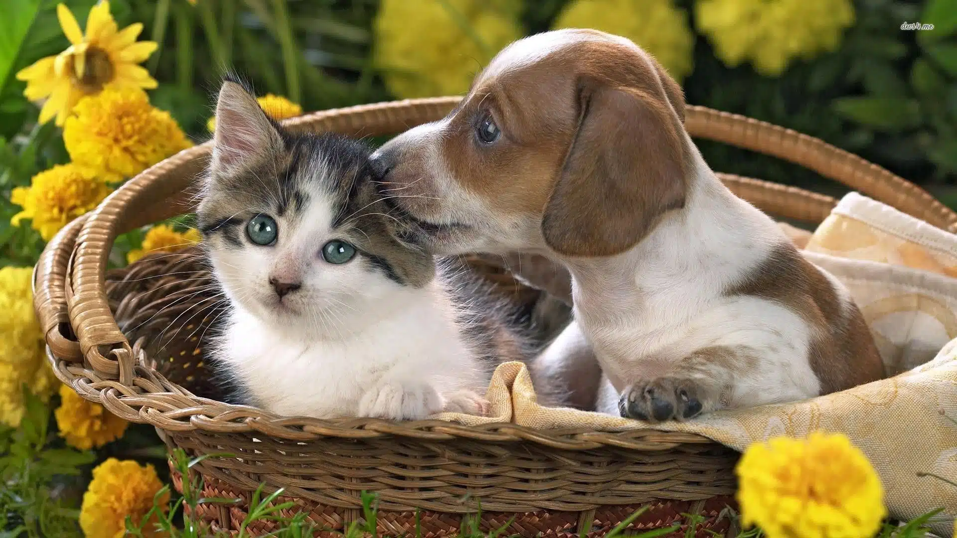 Gatito y perrito dentro de una canasta