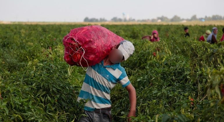 Menor de edad trabajando en el campo