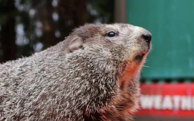 Marmota