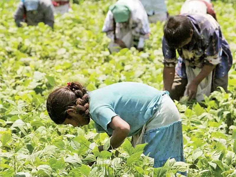 Menores en campo agrícola