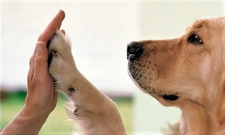 Un perro chocando su pata con la mano de una persona