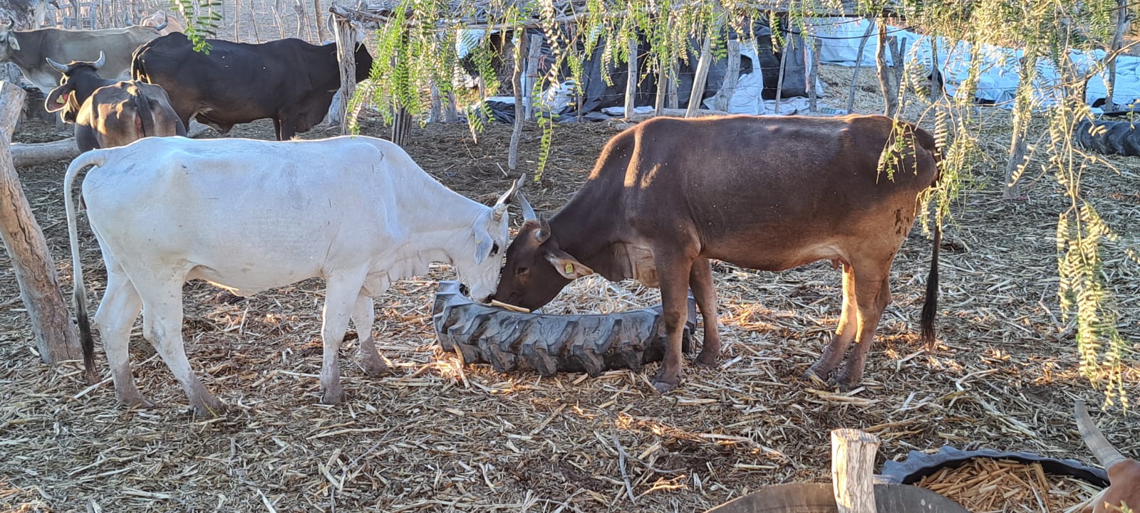 Vacas comiendo