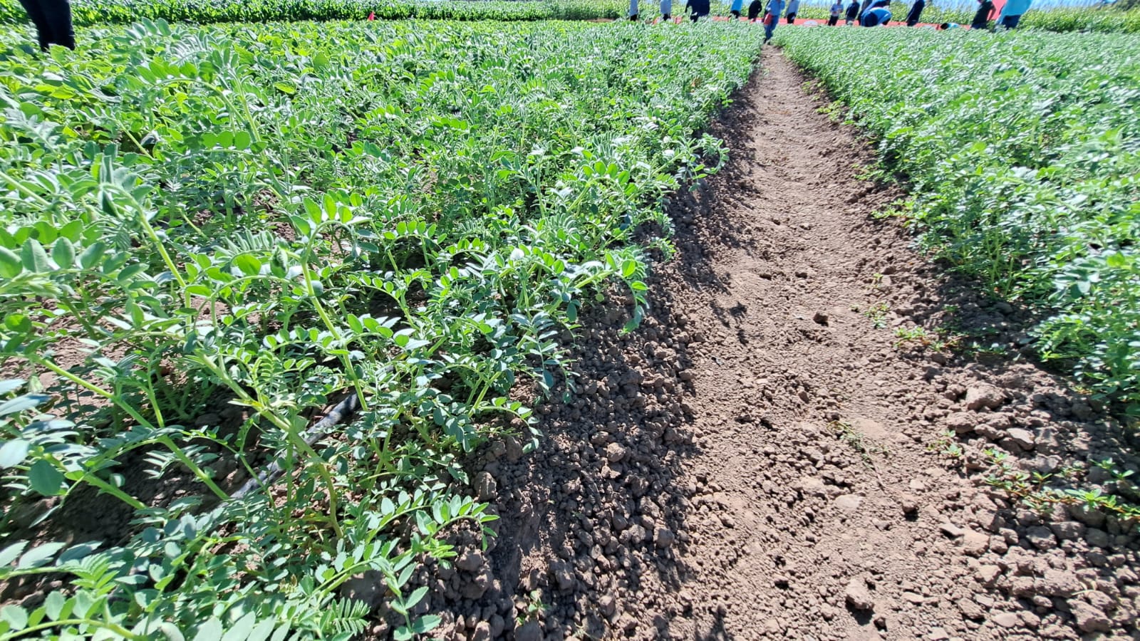 Cultivo de garbanzo