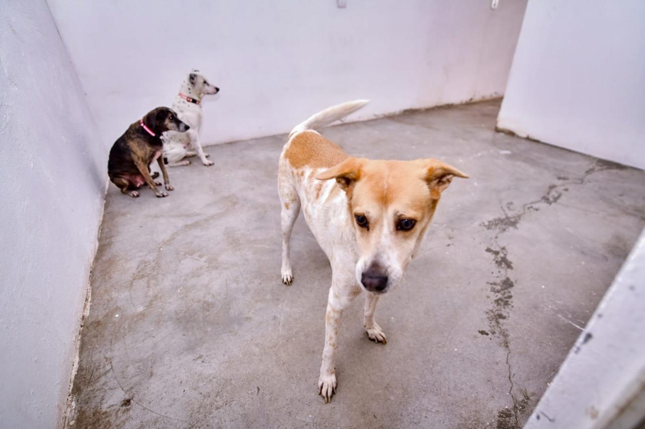 Tres perros en el interior de un lugar