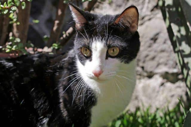 Alarma en Japón; buscan a un gato que cayó en depósito con sustancias tóxicas